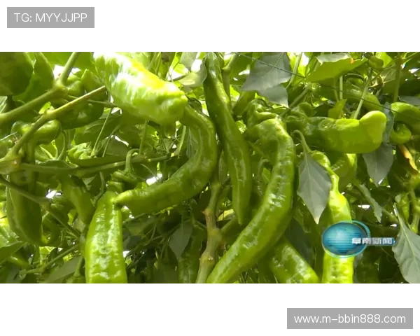 BBIN百家乐官网安全可靠，提供多样化游戏体验，尽享高额返水优惠